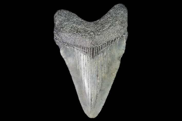 Juvenile Megalodon Tooth - Georgia #101341
